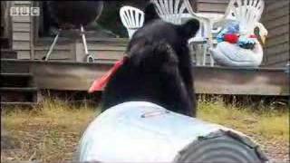 American black bears are unwanted house guests  David Attenborough  BBC wildlife [upl. by Niaz]