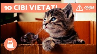 10 CIBI VIETATI ai gatti  ALIMENTAZIONE del gatto cibi da evitare [upl. by Jandel]