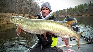 Live Bait Musky – Fishing Edge TV [upl. by Ahsilram795]