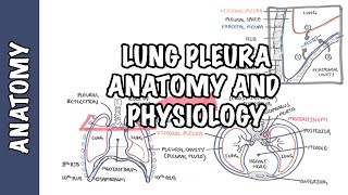 Lung Pleura  Clinical Anatomy and Physiology [upl. by Bamberger]