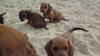 kaninchen teckel pups op het strand clip 3 [upl. by Donatelli]