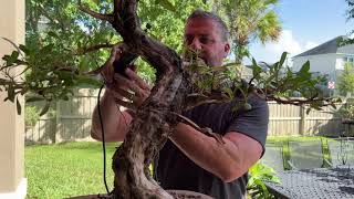 How to Bonsai  Buttonwood trunk taper  carving Jins and Shari [upl. by Slavic194]