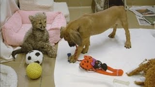 Cheetah and puppy make friends at San Diego zoo [upl. by Nydnarb]