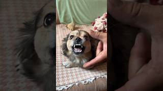 Cute puppy Barking angry  Amazing eating food dog short puppy [upl. by Yelekalb60]