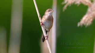 Savis Warbler Call birds birdsounds [upl. by Kcirb]