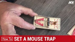 How To Set A Mouse Trap  Ace Hardware [upl. by Terrance]