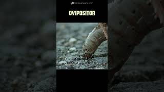 Ovipositor Mystery Adaptation [upl. by Aratihc]