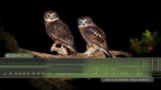 Southern Boobook  Owl Calls and Sounds [upl. by Sanez411]