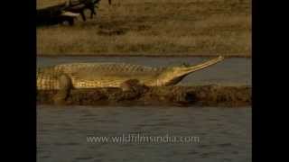 Endangered Gharial on Ramganga river in Corbett [upl. by Thom]