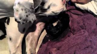 Great Dane Puppy being born [upl. by Magena]