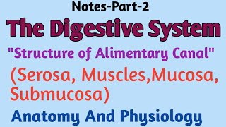 Digestive SystemquotStructure of Alimentary CanalquotSerosa musclemucosaAnatomy and Physiology [upl. by Aineg517]