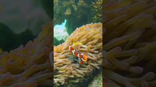 Clownfish Natures Gender Benders survival [upl. by Utley]