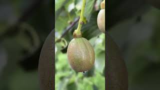 Handkerchief tree  fruit  August 2024 [upl. by Suiramad753]