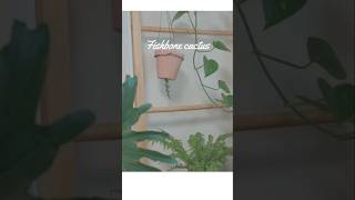 Fishbone cactus 피쉬본선인장 키우기 행잉플랜트 피쉬본 식집사 행잉식물 plants [upl. by Base]