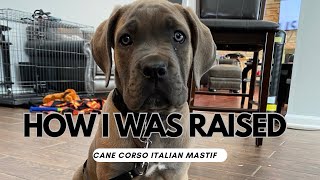 Raising a Cane Corso  2 yr old Krypto [upl. by Leffert]