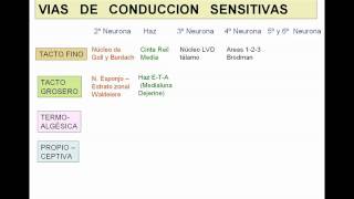 VIAS DE CONDUCCION NERVIOSA GENERALIDADES [upl. by Minna]