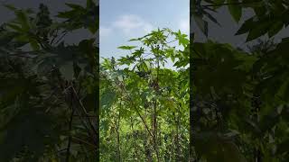 Seeds and leaves of Ricinus communis [upl. by Letrice710]