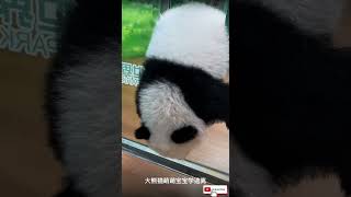 大熊猫萌萌宝宝学逃离😅 giantpanda [upl. by Aysa]