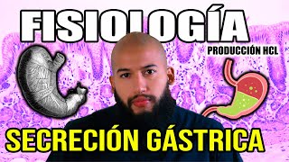 FISIOLOGÍA  Secreción GÁSTRICA Pt 1 Producción de HCL Células de la Mucosa Gástrica [upl. by Leith]