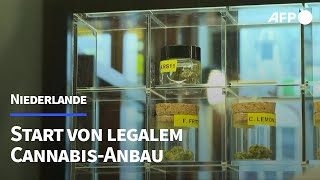 Niederlande Cannabis wird nach jahrelanger Tolerierung probeweise legal  AFP [upl. by Kumagai]