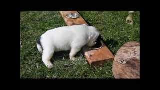 Landseer Puppies from the Pacific Coast [upl. by Falconer]