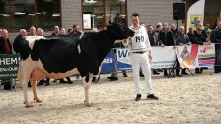 Aanwijzing kampioen oudere koeien Wintershow Middenmeer [upl. by Giles503]