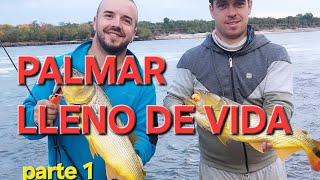 LLENO de DORADOS esta la REPRESA de PALMAR [upl. by Vlada]