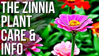 Zinnia Info And Care  Growing And Caring For Zinnia Plants [upl. by Yllaw4]