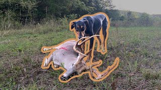 Milo gets in on some blood tracking action during the opening weekend of Arkansas bow season [upl. by Philippa]