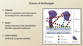 Antifungals Fungal Infections  Lesson 4 [upl. by Ayalat]