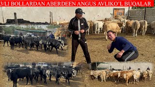 3\LI BOLLARGA ABERDEEN ANGUS AVLIKO’L GEREFORD BUQALAR KELDI HARDOIMGIDAY NARXLAR BO’MBA ARZON [upl. by Murtha]