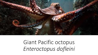 Facts Giant Pacific Octopus Enteroctopus dofleini  Species Spotlight [upl. by Arraeic562]