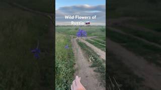 Wild Flowers of Russian Steppes russia orenburg flowers [upl. by Anillehs]