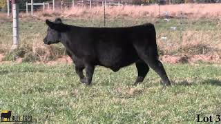 2024 MN Beef Expo Lot 3 [upl. by Eiralav]