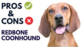 Redbone Coonhound Pros and Cons  Redbone Coonhound Advantages and Disadvantages [upl. by Melodie979]