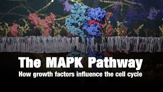 The MAPK Pathway – How Growth Factors Influence the Cell Cycle [upl. by Ragde]