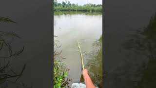 Wild Fishing for Crucian Carp  Outdoor Adventure amp Catch  Traditional Farming Culture fishing [upl. by Murielle753]