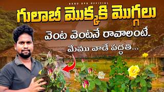 Rose Plants  వెంట వెంటనే మొగ్గలు రావాలంటే  మేము వాడే పద్దతి  పువ్వులు బాగా వస్తాయి Garden Tips [upl. by Anomer]