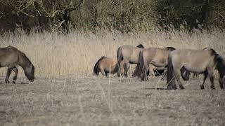 Konikpaarden op Oostvaardersplassen [upl. by Crichton]