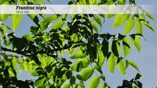 black ash Fraxinus nigra [upl. by Manlove]