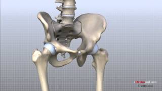 Hip Anatomy Animated Tutorial [upl. by Meridith]