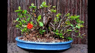 Chaenomeles Japonica  Cold Hardy Red Japanese Quince Shrub 6 [upl. by Farhi]