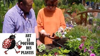 Chaine tv deJardinageComment faire une Bouture de geranium lierre et geranium pelargonium [upl. by Naveb]