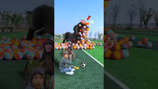 Rescue the trapped dachshund on the football field Douyin Assistant Popular Coproduction Creative [upl. by Ayak632]