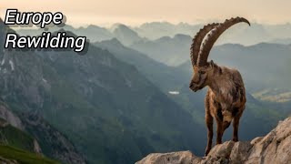 4 EUROPEAN REWILDING PROJECTS  Bringing The Wild Back Europe [upl. by Llednek]