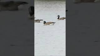 Thousands of Geese Rushden Lakes [upl. by Marcel]