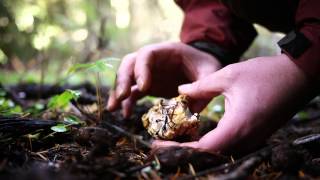 Mushroom Hunting For Chanterelles Lions Mane amp More [upl. by Zandt]