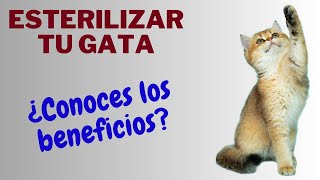 ✅ESTERILIZAR UNA GATA Beneficios proceso y cuidados posterioresLO ÚLTIMO TIENES QUE SABERLO🐱 [upl. by Gabby]