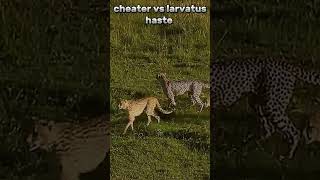 THE HASTE BETWEEN CHEATER AND LARVATUS music animalkingdomfacts animals shorts [upl. by Doi]