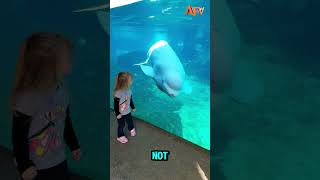 WHY do Beluga Whales eat ice cubes🥶viral [upl. by Haikan]